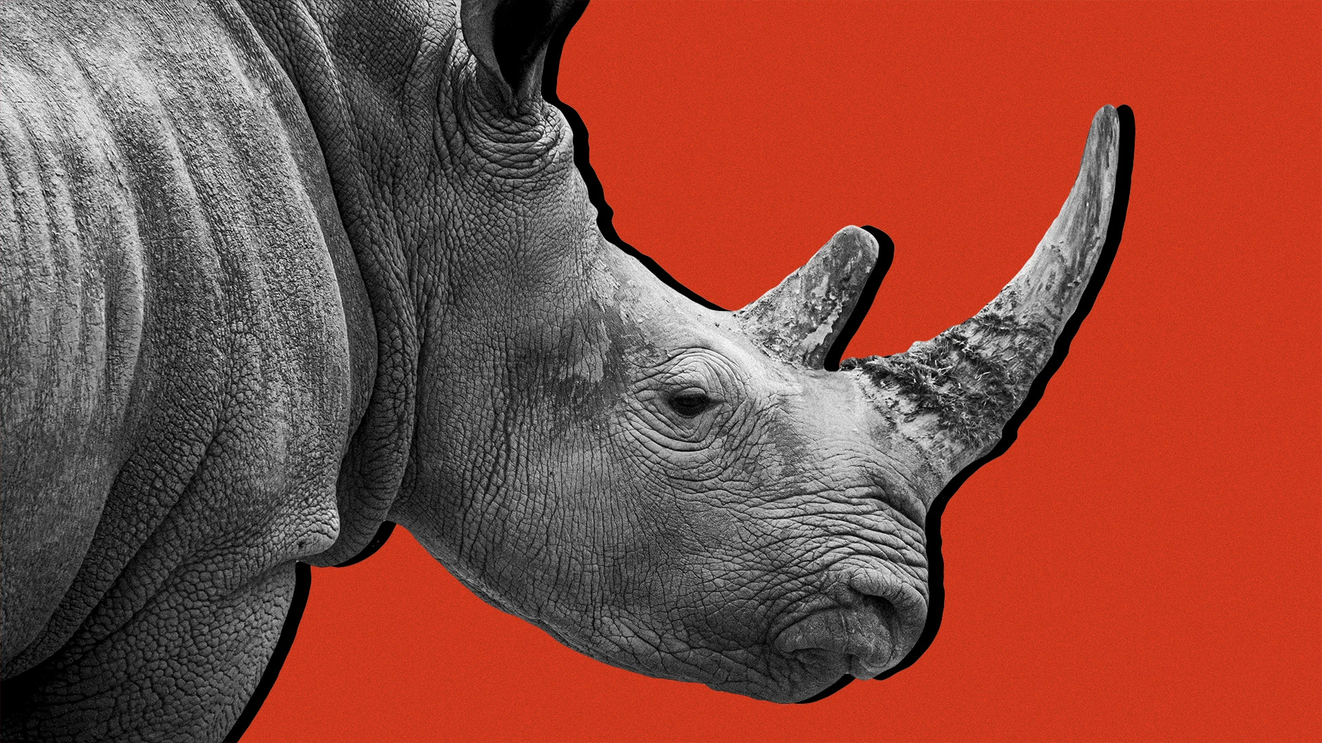Gray Rhino
