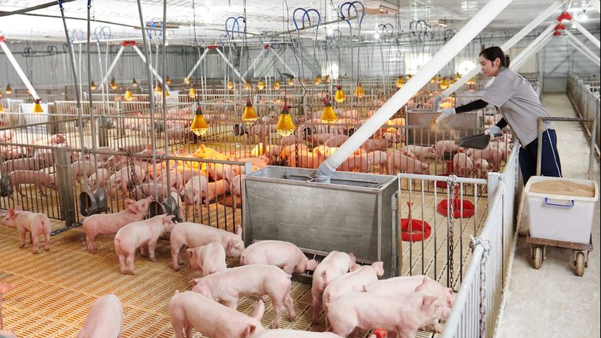 Mảng Farm của Dabaco