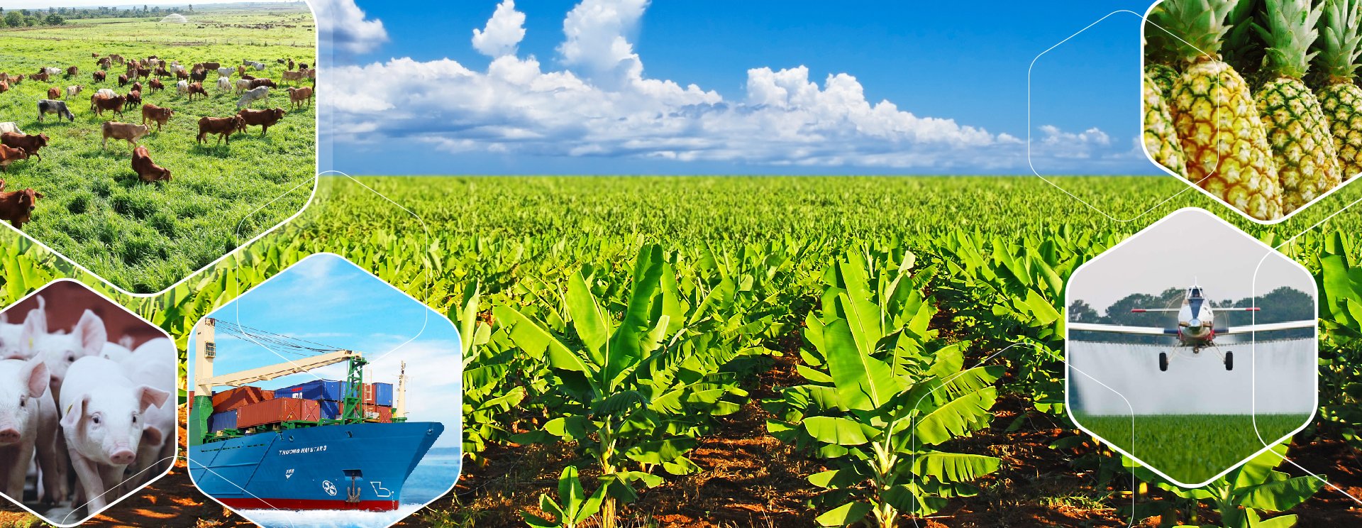 Cổ phiếu HNG: Thông tin, Đặc điểm, Tiềm năng và Lịch sử giá 7 Công ty HAGL Agrico (HNG) kinh doanh sản phẩm gì