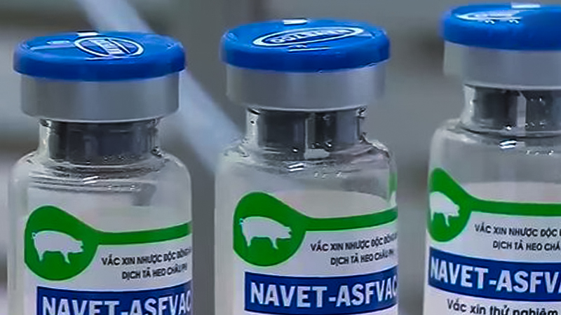 vaccine dịch tả lợn châu Phi (ASF)