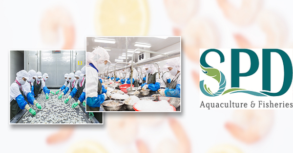 Cổ phiếu SPD: Thông tin, Đặc điểm, Phân tích kỹ thuật và Chiến lược đầu tư 1 Cổ phiếu SPD