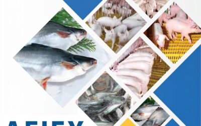 Cổ phiếu AFX: Thông tin, Đặc điểm, Đánh giá và Triển vọng đầu tư